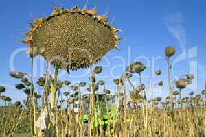 Harvesting of sunflower seeds
