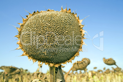 Ripe sunflower