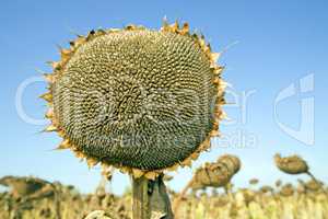 Ripe sunflower