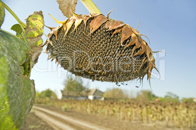 Ripe sunflower seeds