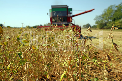 Soya harvesting