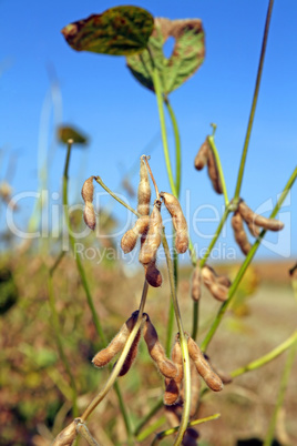 Soybean plant