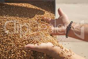 Hand with wheat grains