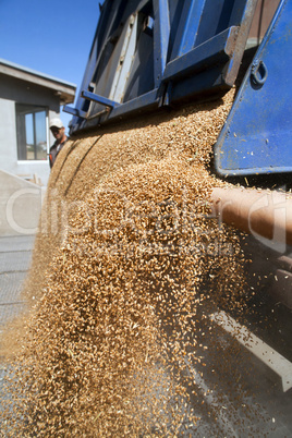 Hand with wheat grains