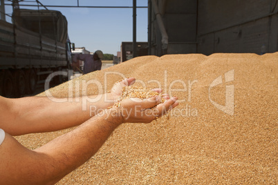 Wheat grains in hands