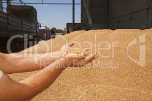 Wheat grains in hands