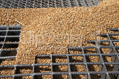 Wheat grains on the silo grid