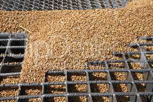 Wheat grains on the silo grid