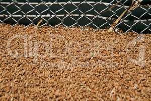 Wheat grains on the silo grid