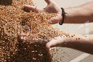 Hands with wheat grains