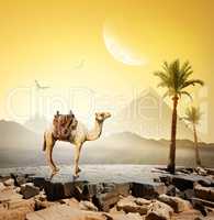 Camel and moon