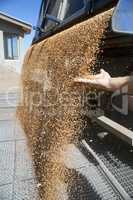 Hand with wheat grains