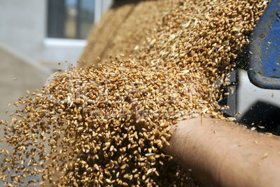 Hand with wheat grains