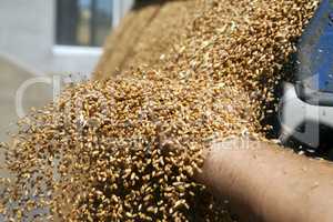 Hand with wheat grains