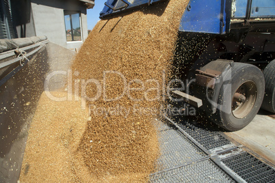 Dumping of wheat grains