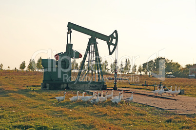 Oil field with geese