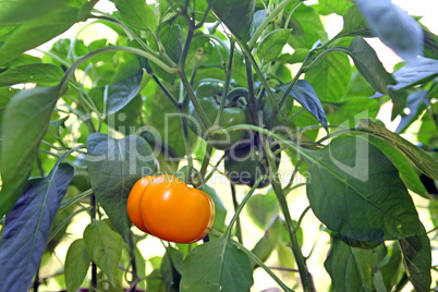 "tomato" pepper or bell pepper