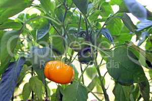 "tomato" pepper or bell pepper