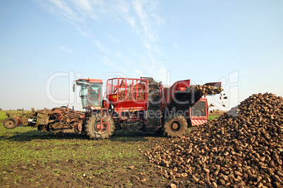 Sugar beet