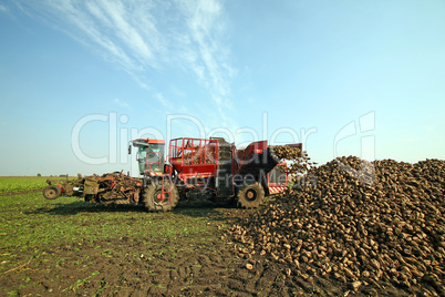 Sugar beet