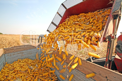 Corn harvesting