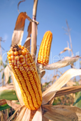 Corn at field Corn at field