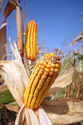 Corn at field