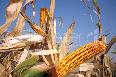 Corn at field