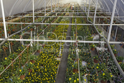 Greenhouse