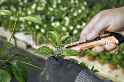 Cutting plant