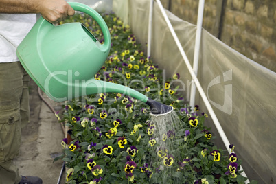 Flowers watering