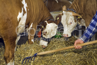 Cows at livestock exhibition