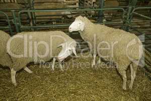 Sheeps at livestock exhibition