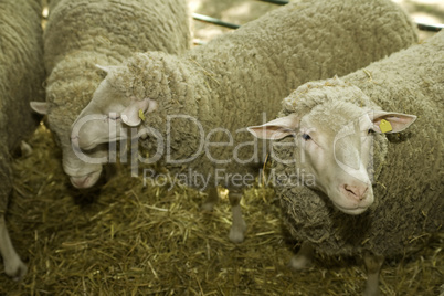 Sheeps at livestock exhibition