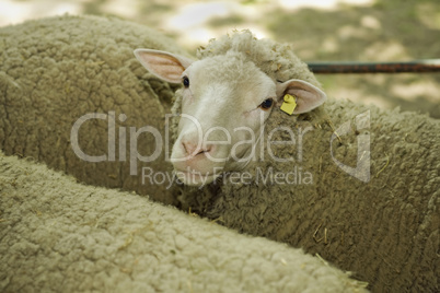 Sheeps at livestock exhibition