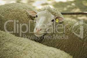 Sheeps at livestock exhibition