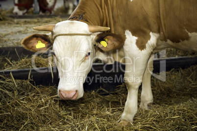 Cows at livestock exhibition