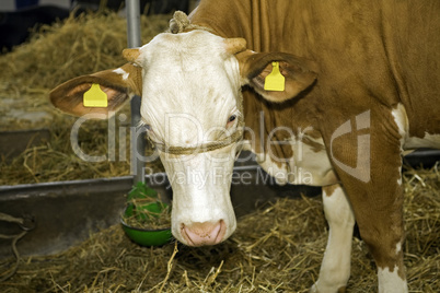 Cows at livestock exhibition