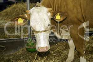 Cows at livestock exhibition