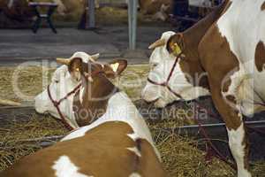 Cows at livestock exhibition