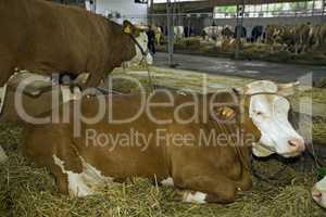 Cows at livestock exhibition