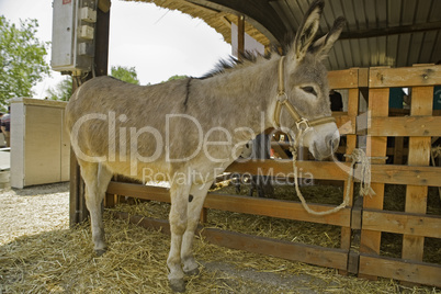 Donkey at livestock exhibition