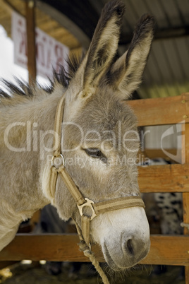 Donkey at livestock exhibition