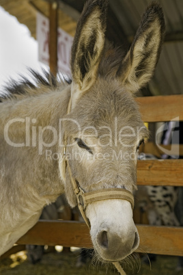 Donkey at livestock exhibition