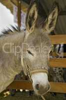 Donkey at livestock exhibition