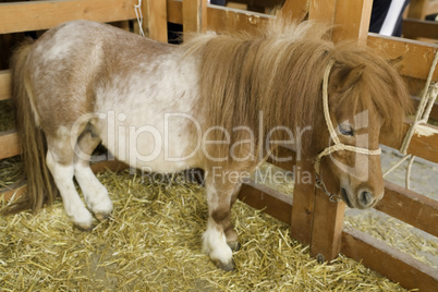 Pony at livestock exhibition