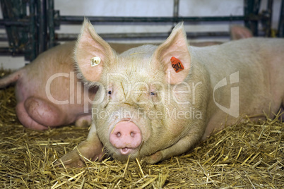 Pig at livestock exhibition