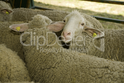 Sheeps at livestock exhibition