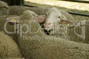 Sheeps at livestock exhibition