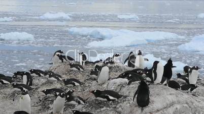 Gentoo Penguins colony